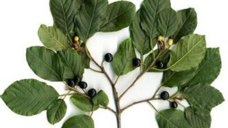 Acı Çehrenin Faydaları