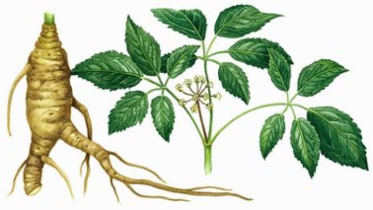 Ginseng’in Faydaları