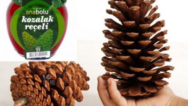Çam Kozalağının Faydaları