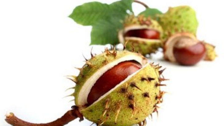 Çiğ Kestanenin Faydaları