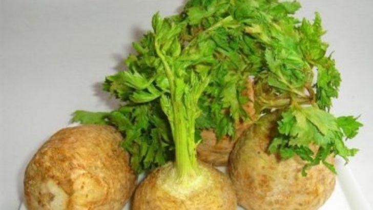 Kerevizin Faydaları