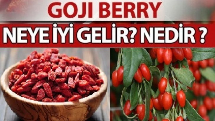 Kurt Üzümü (Goji Berry)’nin Faydaları Nelerdir?