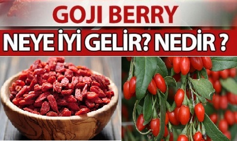 goji-berry