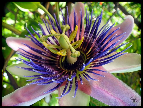 passiflora