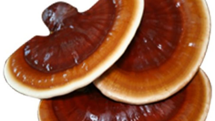 Reishi Mantarının Faydaları