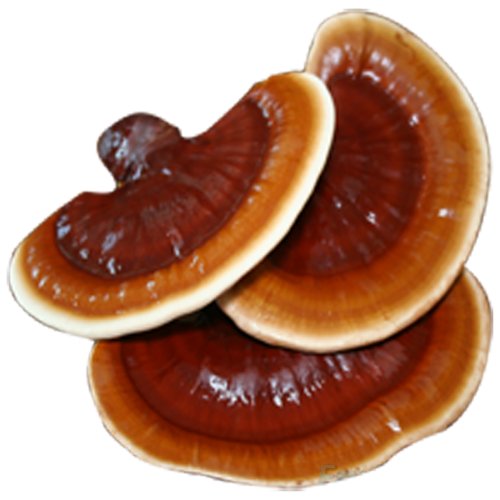 reishi-mantari