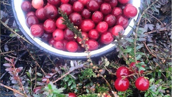 Cranberry Faydaları