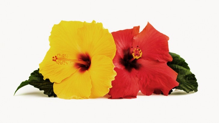 Hibiskusun Faydaları ve Zararları