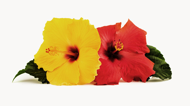 Hibiskus