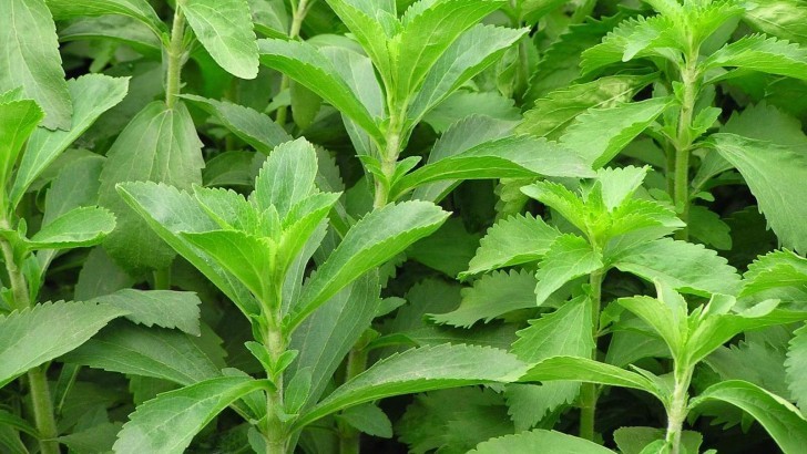 Stevia Bitkisi Faydaları