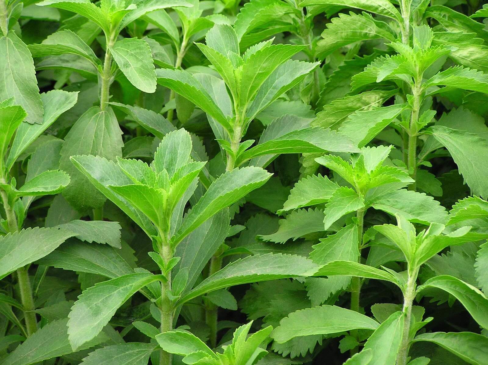 Stevia Bitkisi Faydalari