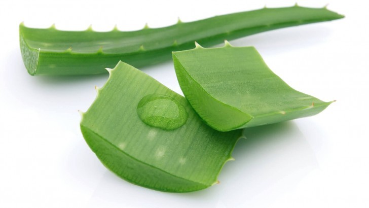 Aloe Vera Bitkisinin Faydaları