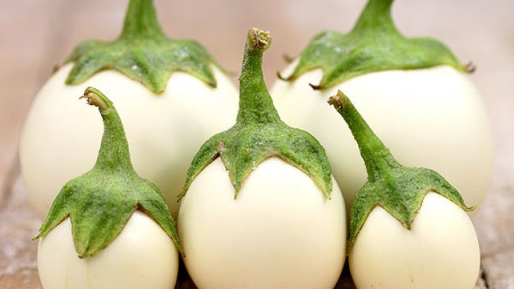 Yumurta Çiçeğinin Faydaları