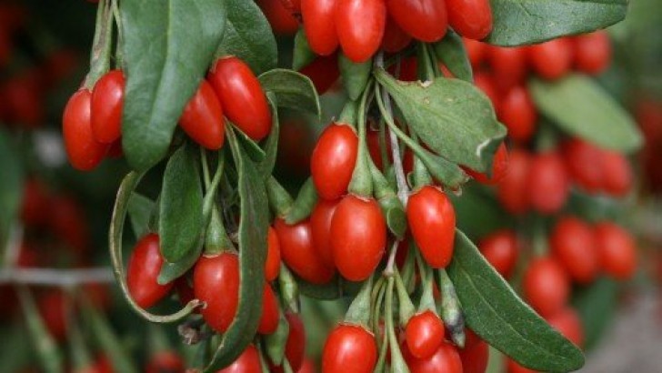 Goji Berry Nedir, Goji Berry’ nin Faydaları Nelerdir?