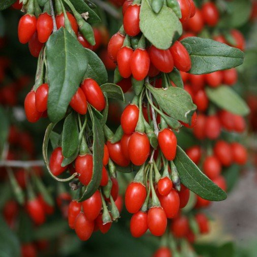 Goji Berry Meyvesi