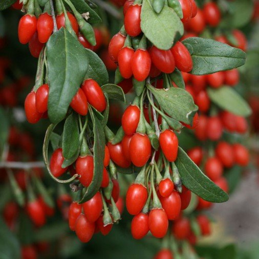 Goji Berry Meyvesi