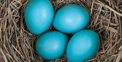 mavi-yumurta