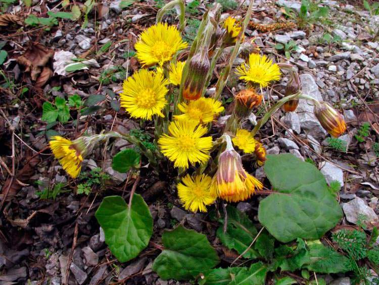 tussilago