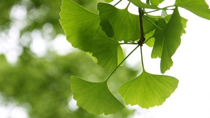 Ginkgo Biloba Nedir? Faydaları Nelerdir?