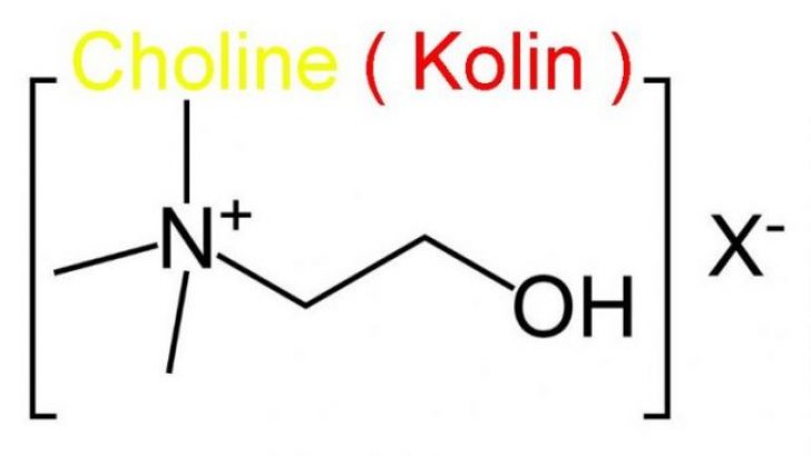Yakın Zamanda Keşfedilmiş “Kritik” Besin : Kolin (Choline)